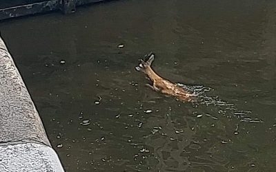 Wrocław policja uratowała koziołka