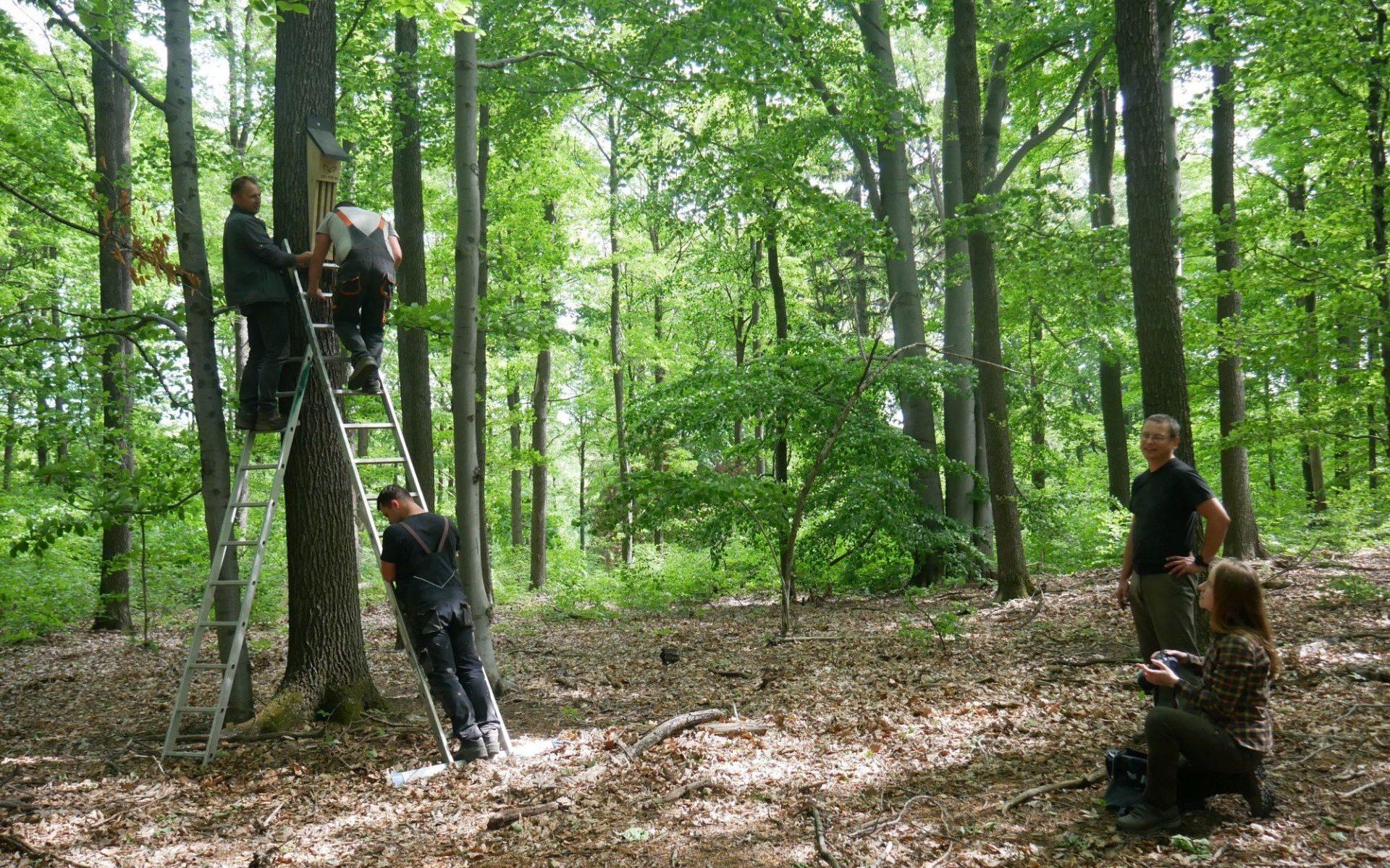 W świdnickich lasach zamontowano nowoczesne budki dla nietoperzy / fot. facebook.com/OTONpl