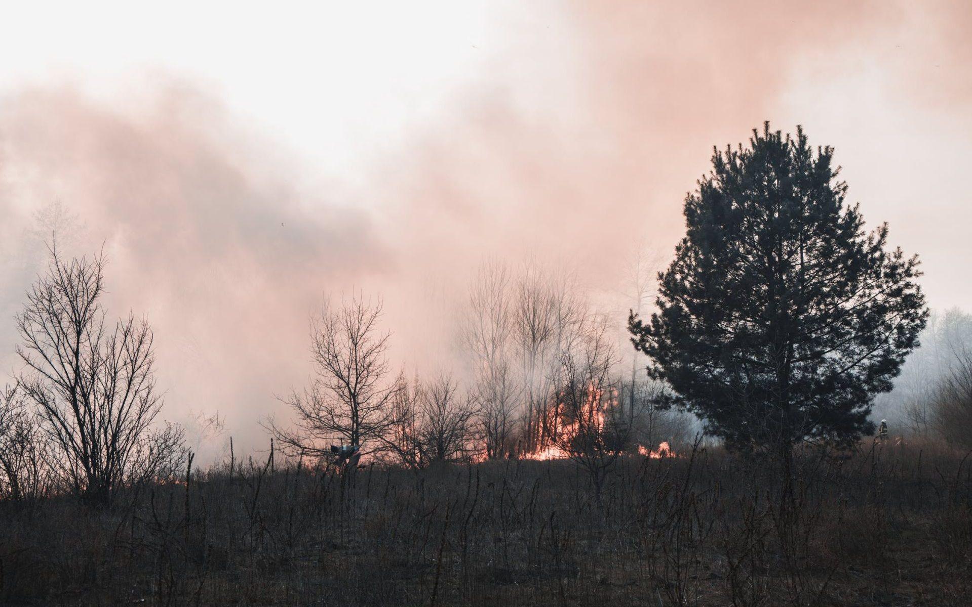 Dolnośląskie lasy w krytycznym zagrożeniu pożarowym /fot. pexels