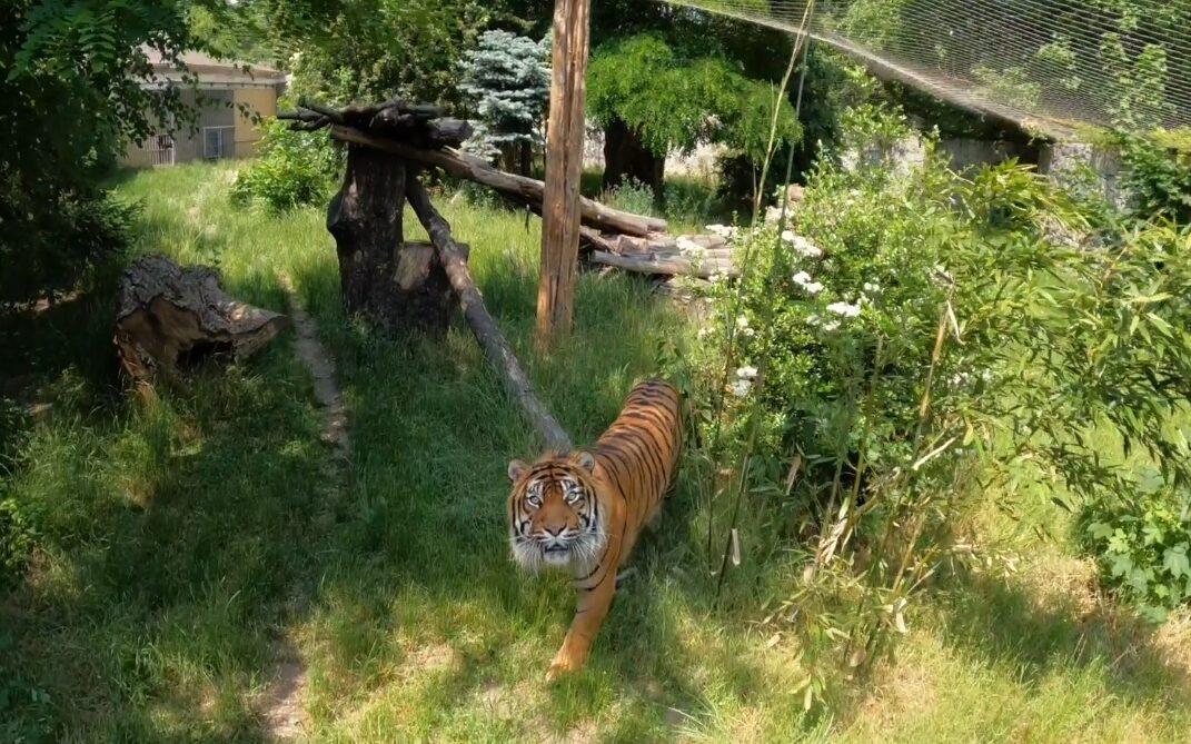 Zoo we Wrocławiu z perspektywy drona. Zobacz niesamowite nagranie /fot. kadr z nagrania (Zoo Wrocław)