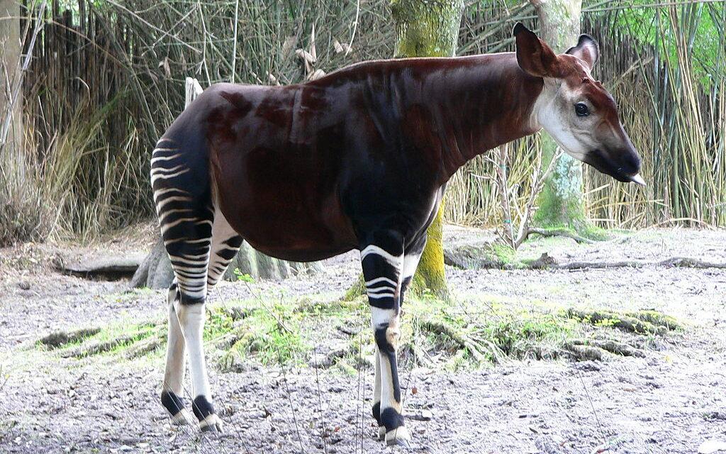 Światowy Dzień Okapi w Zoo Wrocław. Jak można pomóc zagrożonym gatunkom?