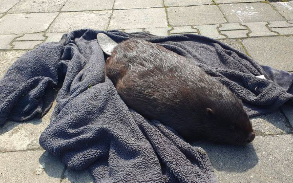 Uratowali małego bobra, który błąkał się po ulicach Jelcza-Laskowic /fot. Policja Dolnośląska