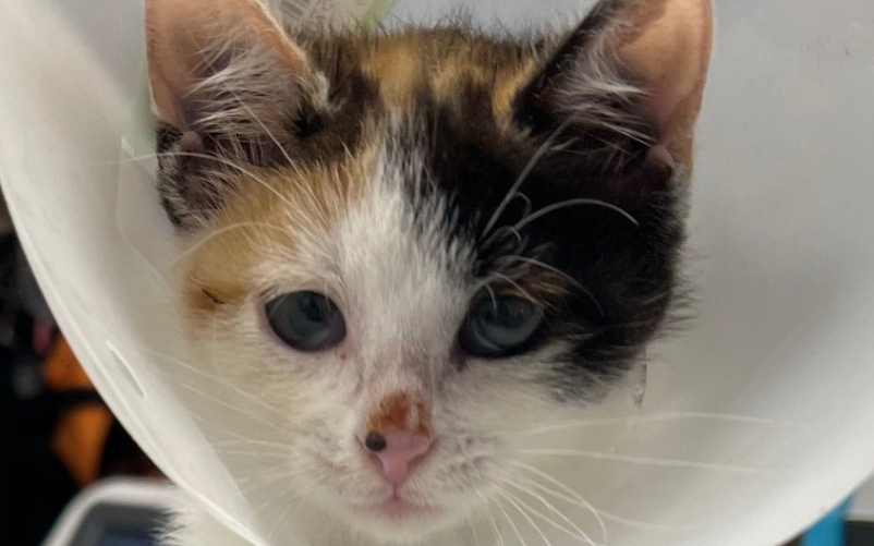 Prusice: zbiórka na operację kotki z Prusickiego Serca dla Zwierząt
