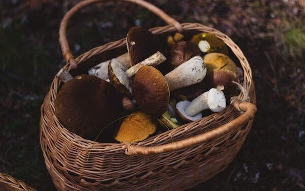 Gdzie najlepiej jechać na grzyby na Dolnym Śląsku? /fot. pexels