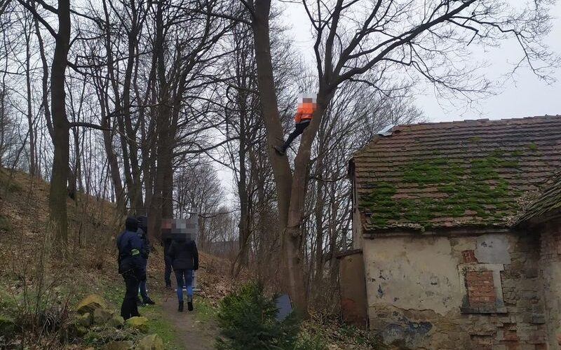 Złotoryja: Mężczyzna uciekł przed policją na drzewo